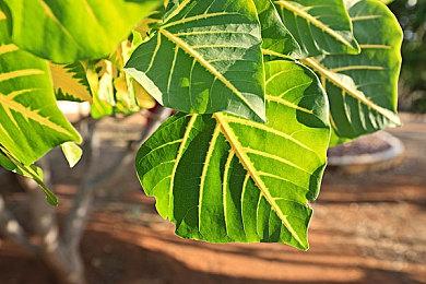 N卡新驱动577.00发布 支持《明末：渊虚之羽》等